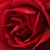 Rdeča - Vrtnica plezalka - Demokracie